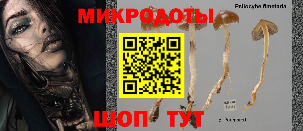 Галлюциногенные грибы Psilocybine cubensis Киров